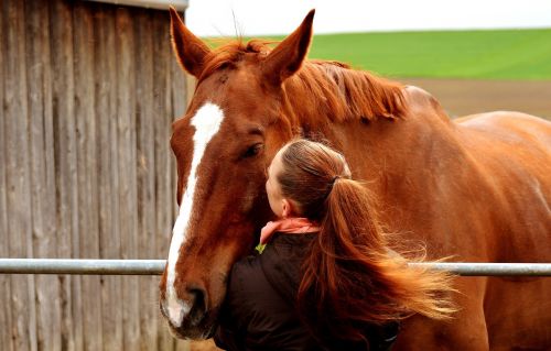 love for animals friendship horse love