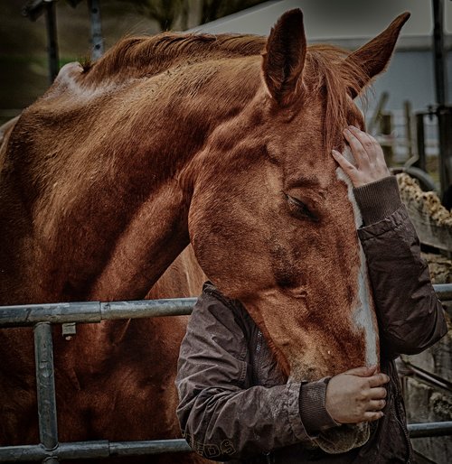 love for animals  friendship  horse love