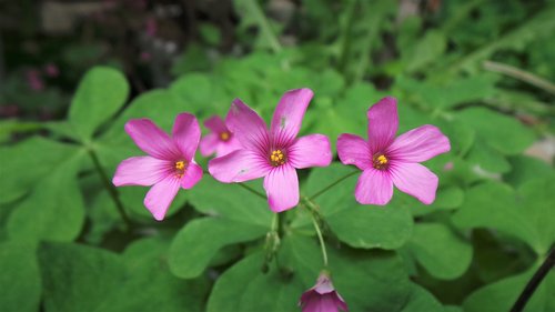 love the first  flowers  love