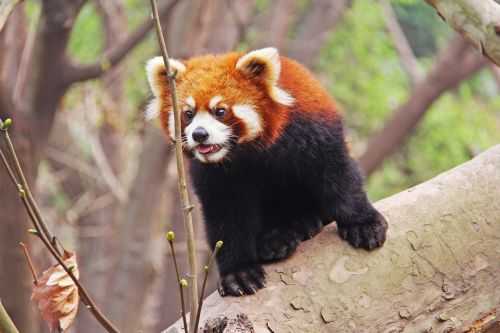 loveable red pandas sichuan