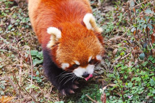 loveable red pandas sichuan