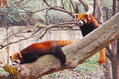 loveable red pandas sichuan