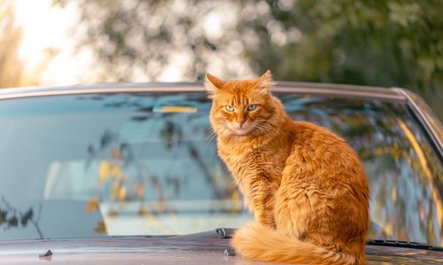 lovely  sun  cat