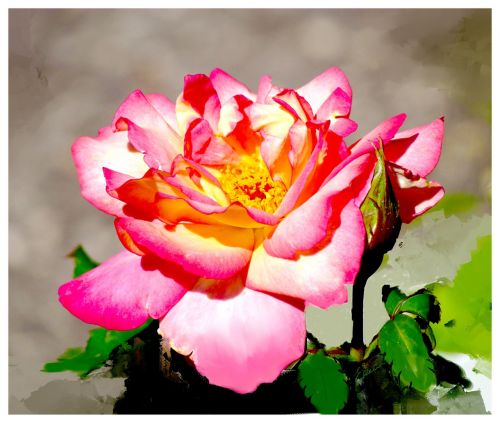 lovely rose beauty pink