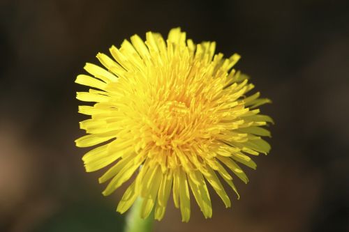 lövenzahn dandelion meadow