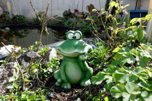 low angle shot frog pond