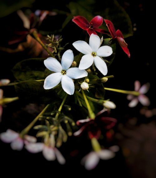 low light  white  flower