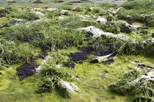 low tide sea grass algae