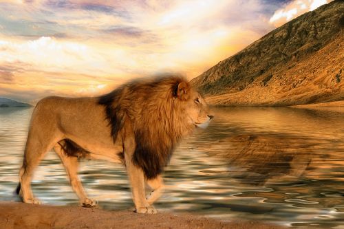 Lion On Water