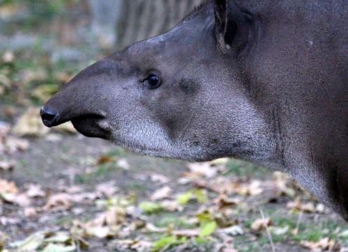 lowland tapir tapirus terrestris tapir