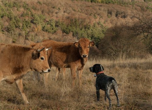 lozère hunting dog cows