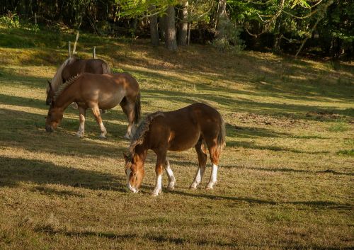 lozère horses herd