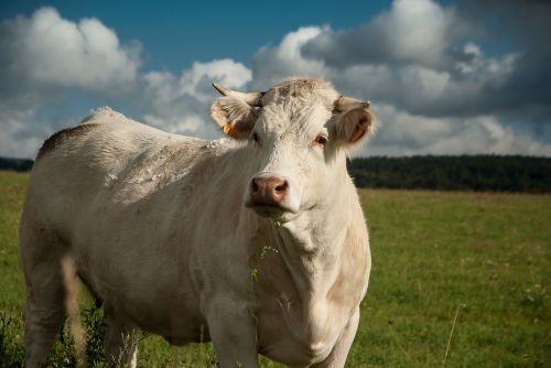 lozère cow pasture