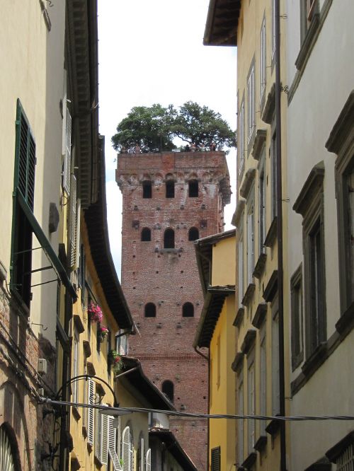 lucca tower overgrown