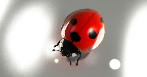 luck lucky ladybug 2017