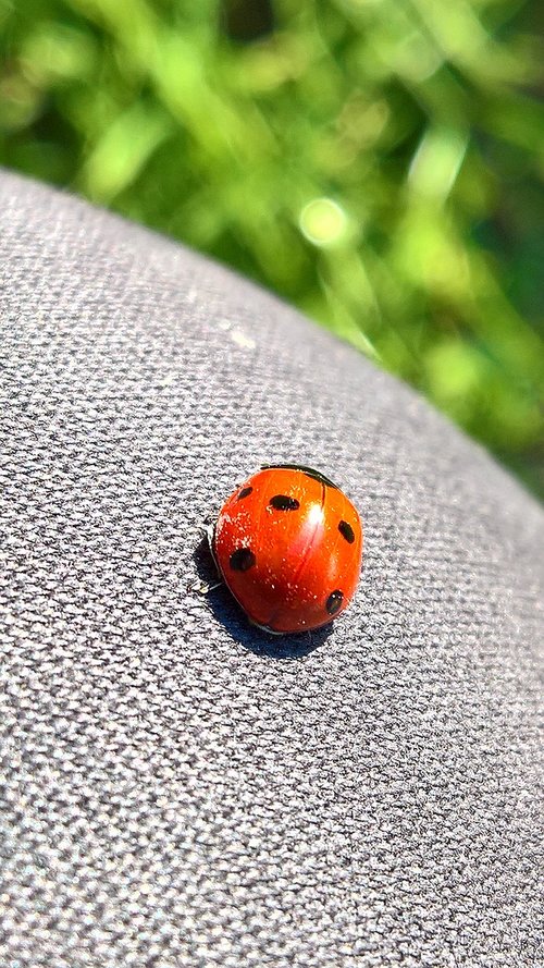 luck  lucky ladybug  ladybug