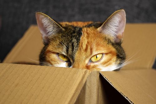 lucky cat cardboard cat