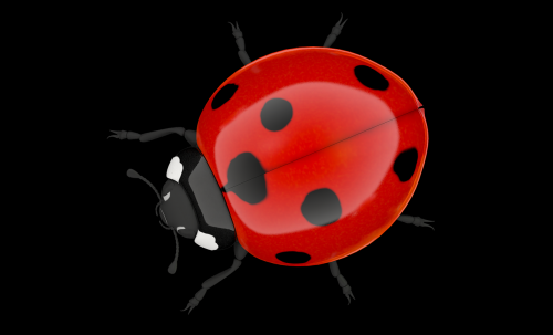 lucky ladybug luck ladybug