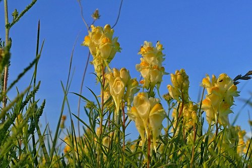 lúčny  flower  yellow