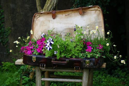luggage plant bed