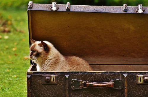 luggage antique cat