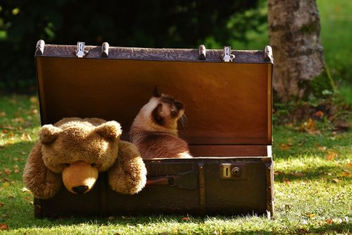 luggage antique teddy