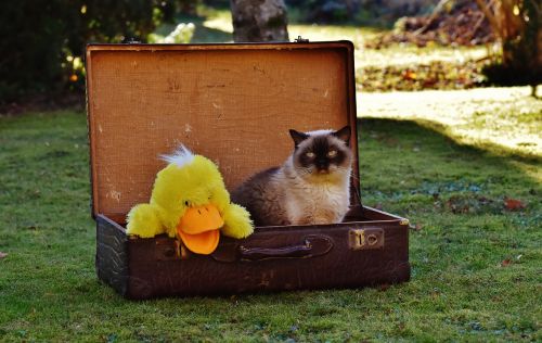 luggage antique cat