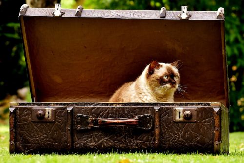 luggage antique cat