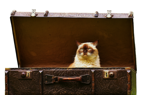 luggage antique british shorthair