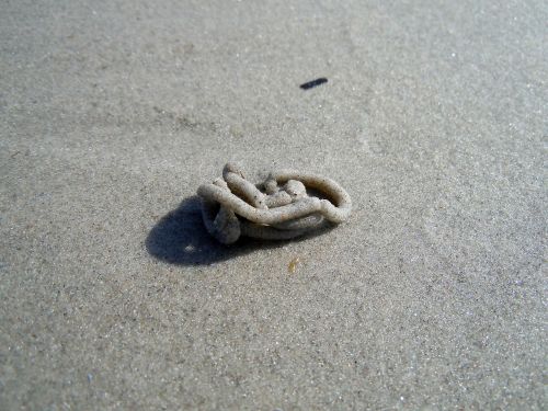 lugworm beach baltic sea