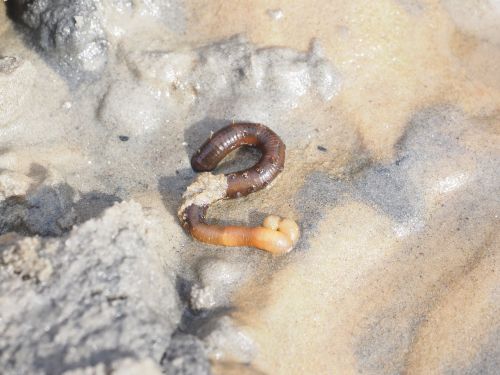 lugworm worm arenicola marina