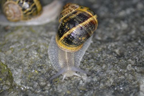 Snail