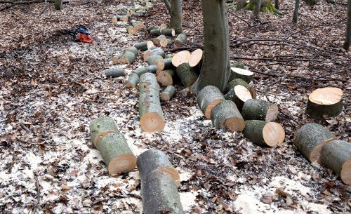 lumberjack woodworks tree trunks