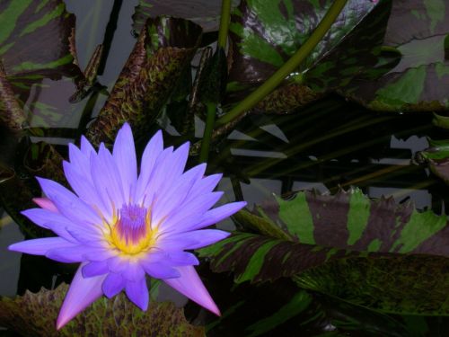 luminous flower purple