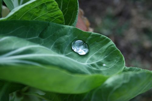Luminous Drop On Leaf