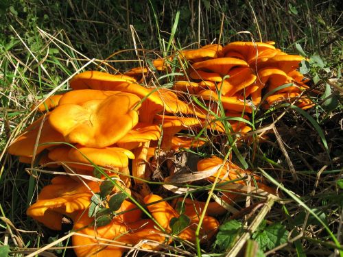 luminous oil bark omphalotus illudens mushrooms