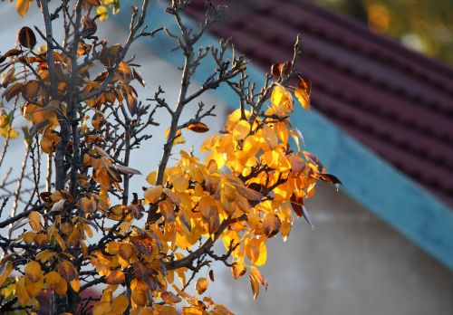 Luminous Yellow Leaves