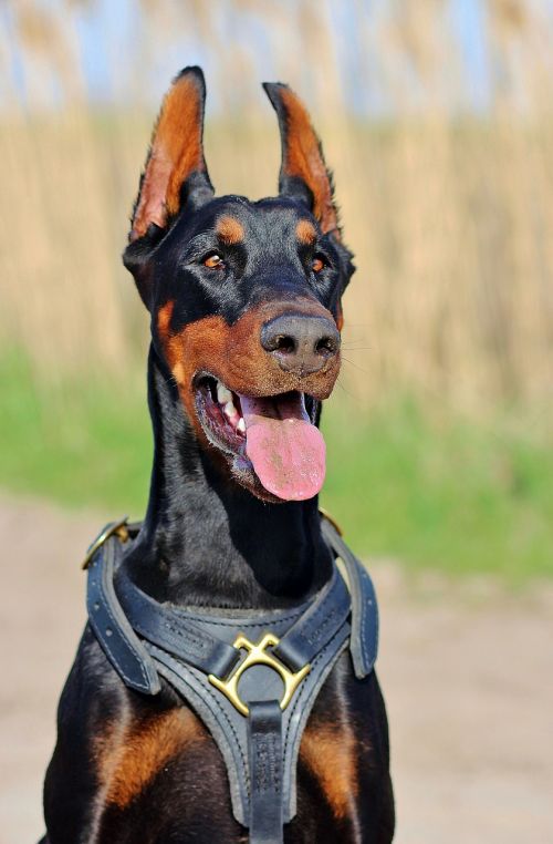 doberman dog language