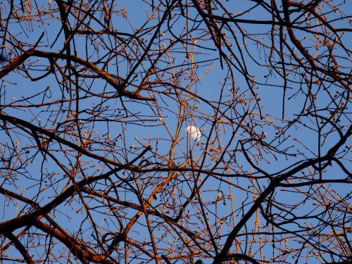 luna branches day