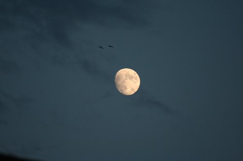 luna  sky  seagulls