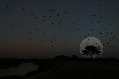 luna  landscape  night