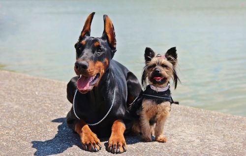 doberman yorkie dogs