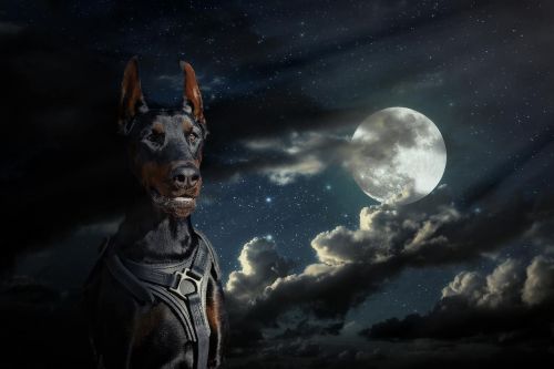 moon doberman dog