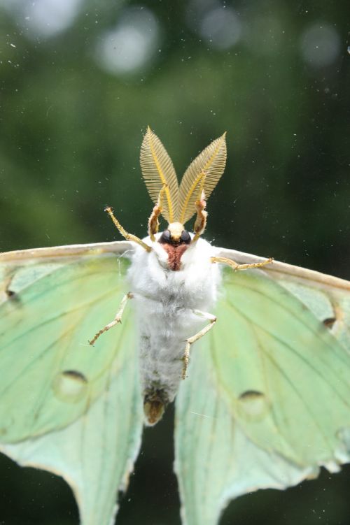 luna moth insect bugs