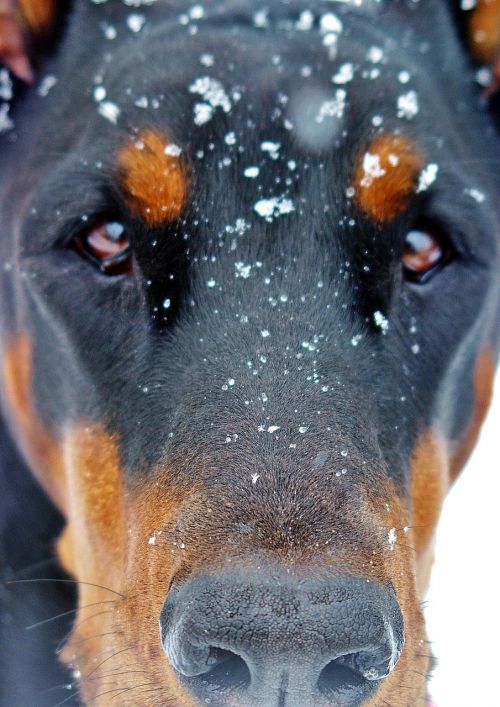 luna snowy face doberman dog