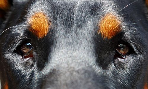 dog eyes doberman