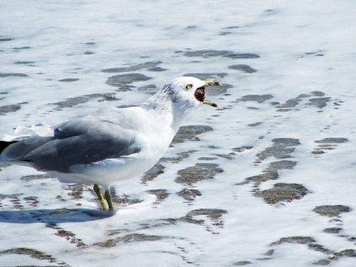 lunch gull seagull
