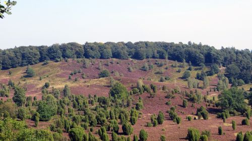 lüneburg heath heide heather blossoms