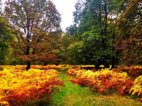 lüneburg heath autumn time of year