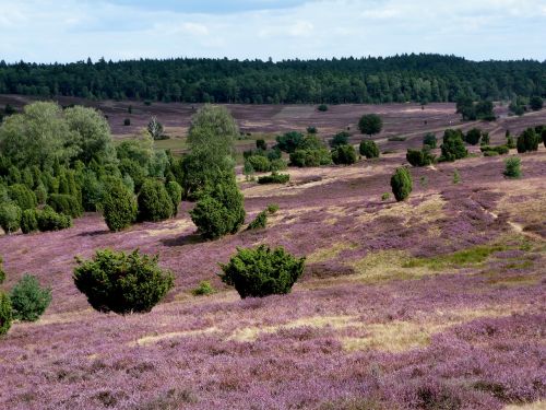 lüneburg heath landscape nature